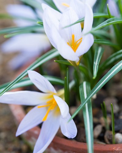 Crocus sieberi